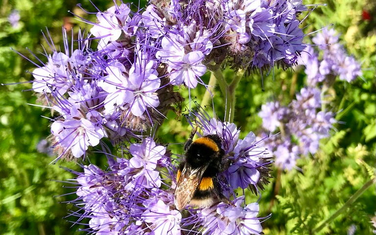 Fleißige Bienen im Einsatz - DJK-Garten erstrahlt im sauberen Glanz